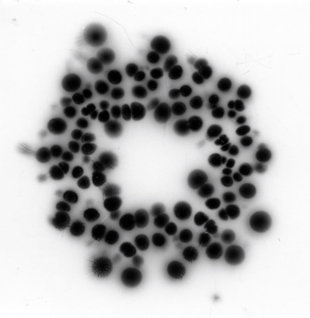 Kirlian Photography with Magda Kuca - Saturday 24 October